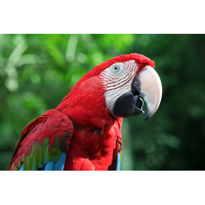 Red Scarlet Macaw - Wrapped Canvas Print