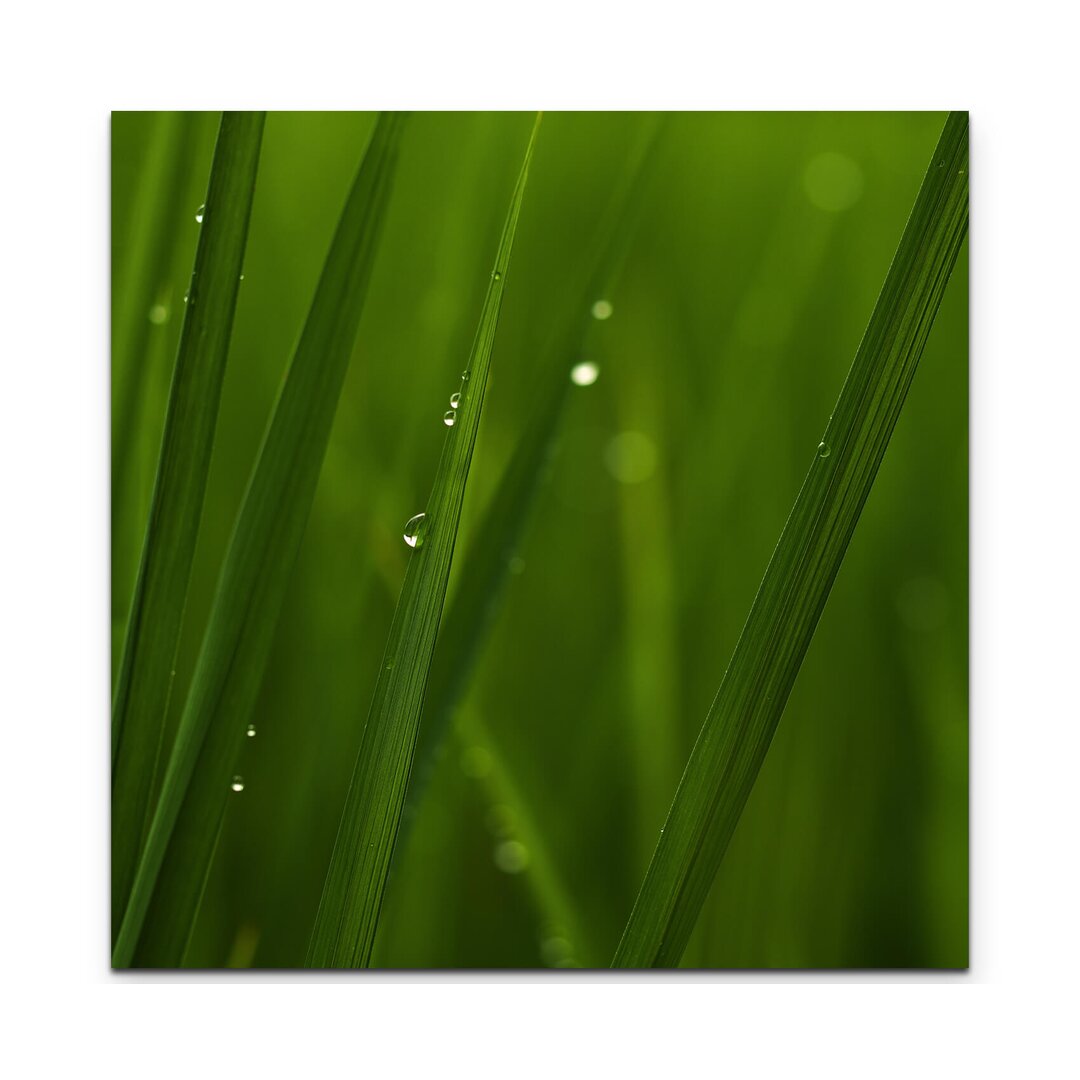 Leinwandbild Nahaufnahme Grasspitze