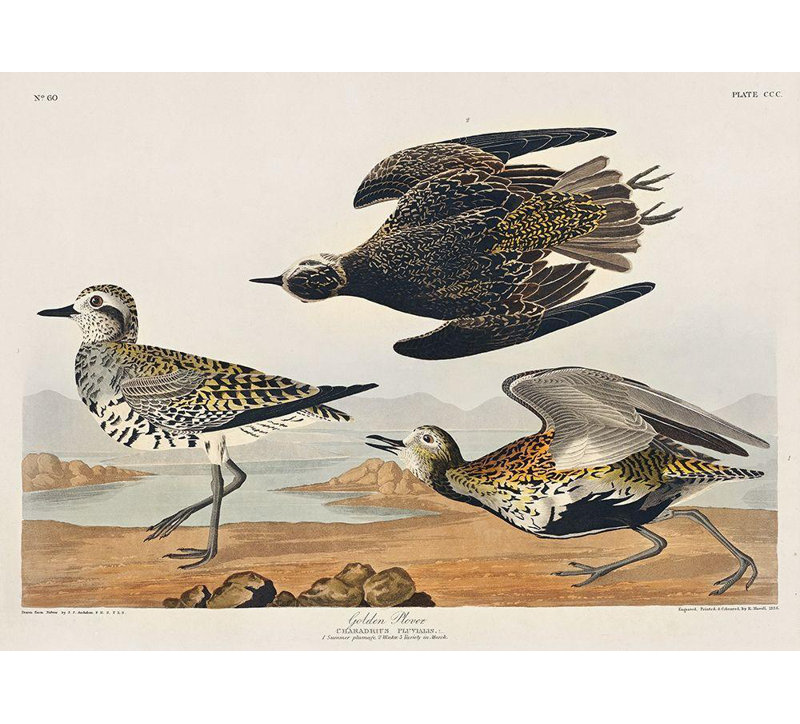 Art sur toile tendue avec galerie Astoria Grand Audubon, John James: Golden Plover, H 14 po x l 18 po