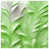 Light Green White