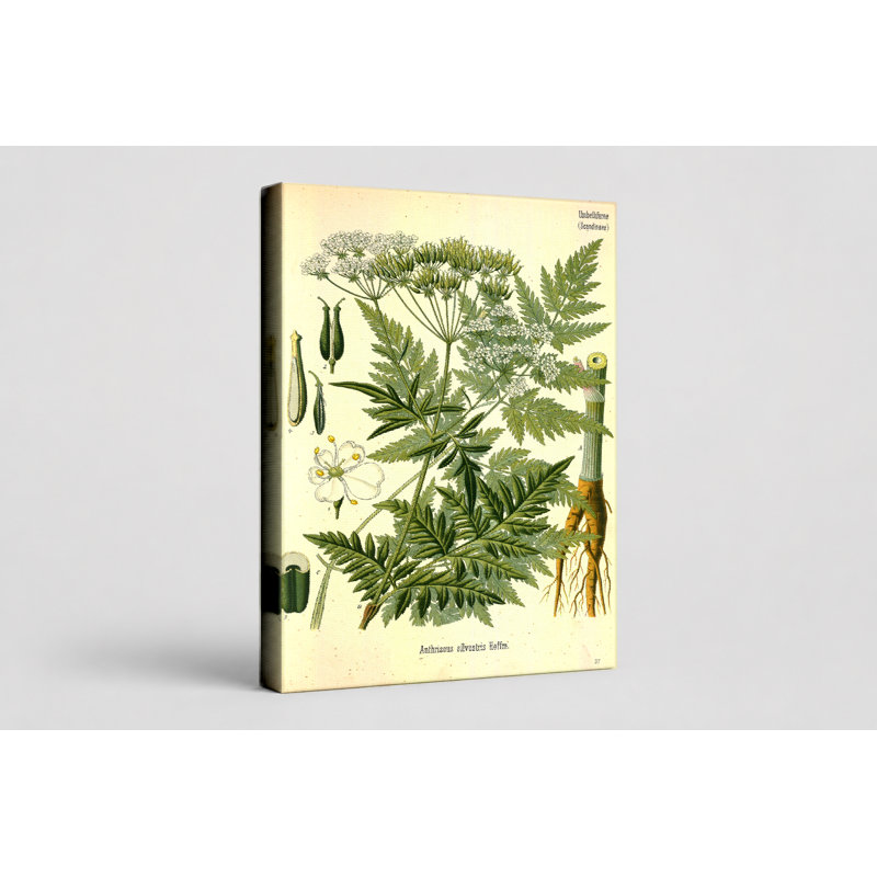 Anthriscus sylvestris, 18" W x 12" H