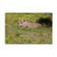 Art sur toile, Bob Bob Langrish-104136768