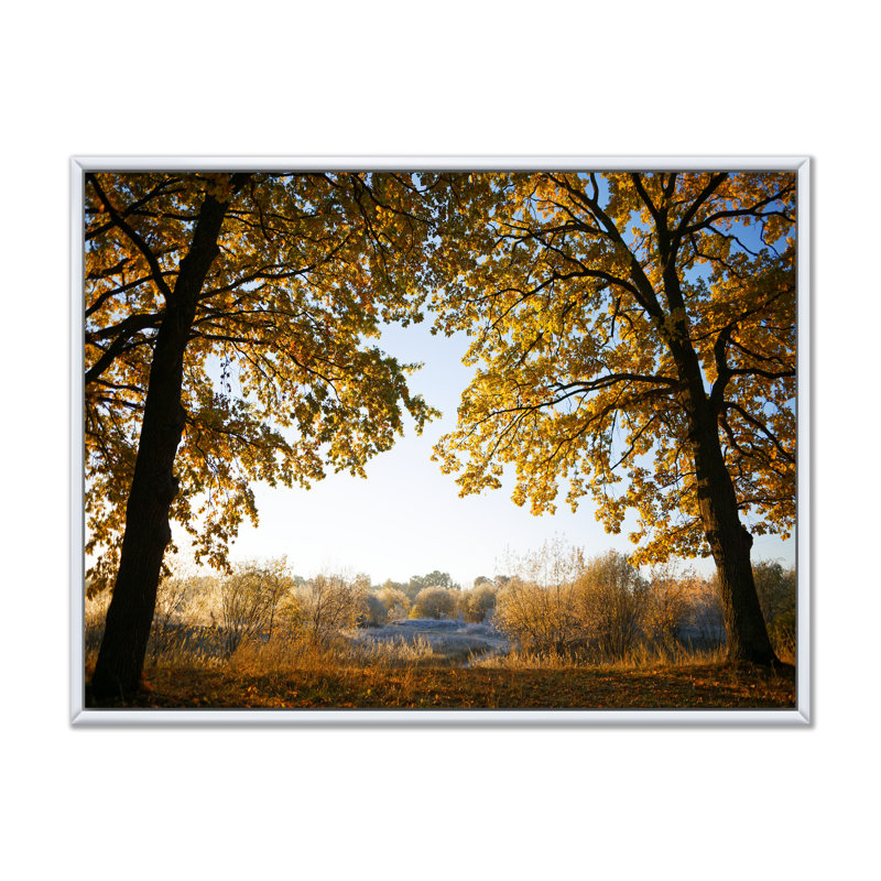 Sunrise On Autumn Oak Grove - Print on Canvas, 24" H x 36" W x 1" D, White Floater Framed Canvas