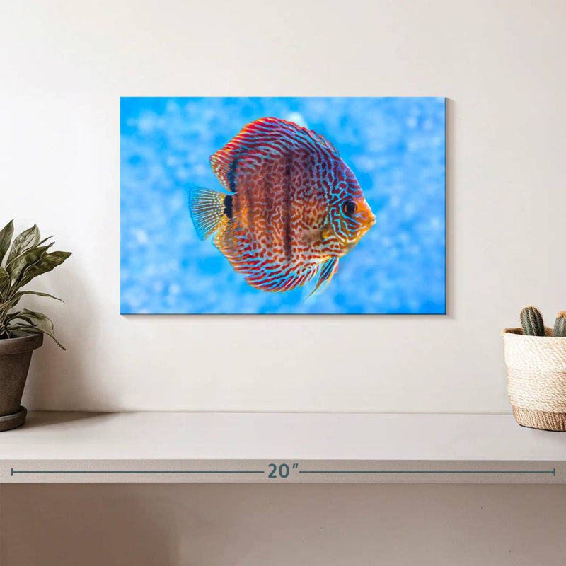 Brampt Freshwater Discus Fish, 8" H x 12" W
