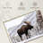 Snowy Moose-107473038