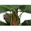 120cm Faux Banana Leaf Plant in Pot
