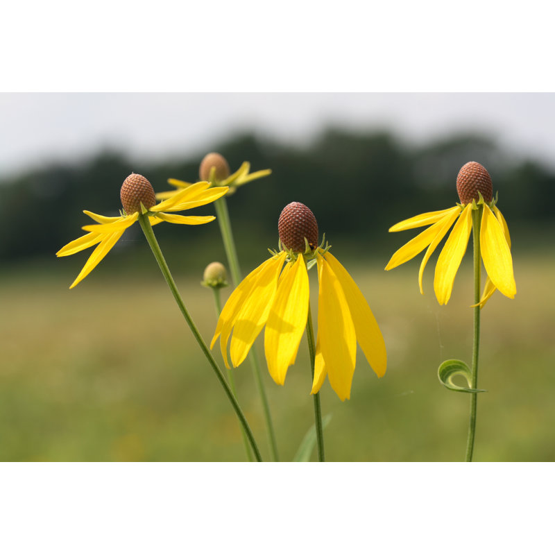 Coneflower à tête grise par Hiramtom, H 24 po x l 36 po