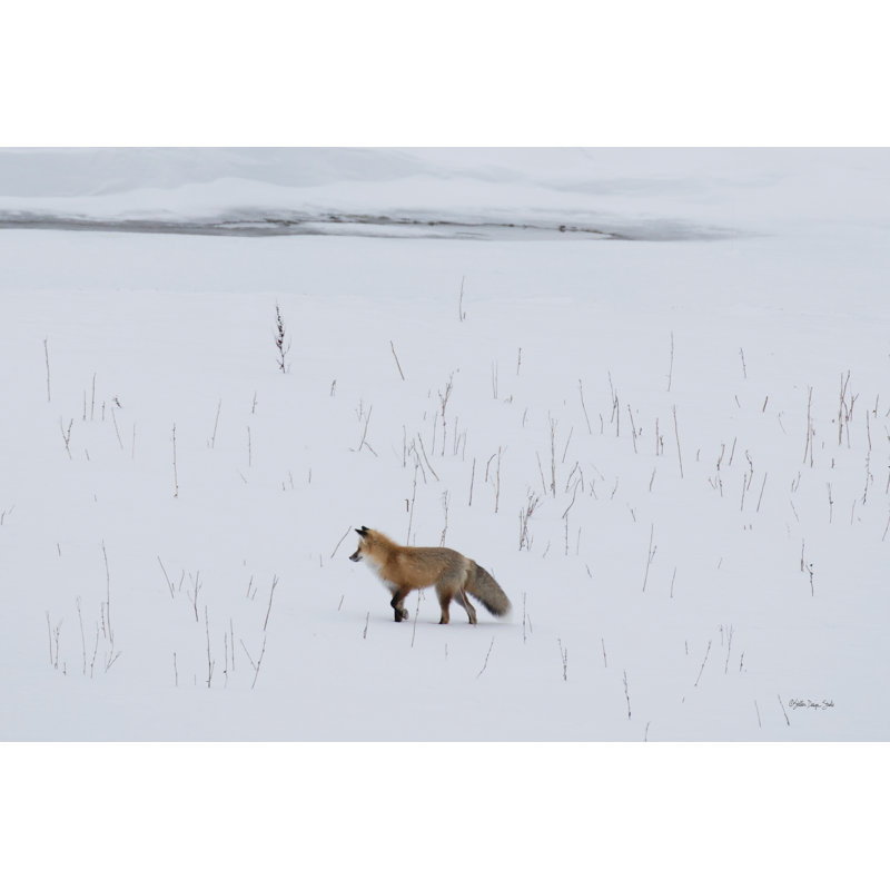 Red Fox 2 sur toile par Stellar Design Studio, H 8 po x l 12 po x P 1,25 po