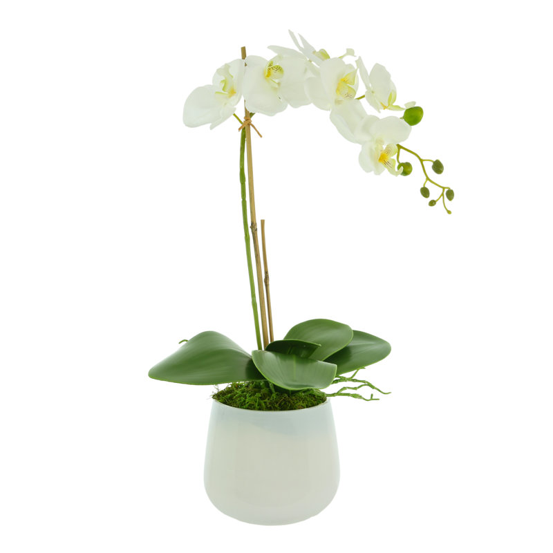 Orchid Arrangement In A Glass Vase With Orchid Leaves And Moss