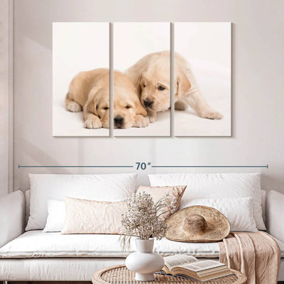 Brampt Golden Retriever Babies