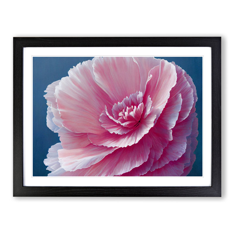 Overwhelming Carnation Flower - Single Picture Frame Print, Black, 46cm H x 64cm W x 2cm D