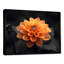 Dahlia noir et jaune en photo monochrome - art mural Dahlia-631516019-736946674