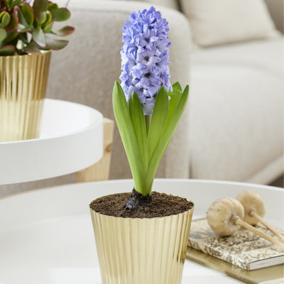 Van Zyverden PreChilled Hyacinth Kit Delft Blue With Iron Brass Textured Finish Bulb Planter
