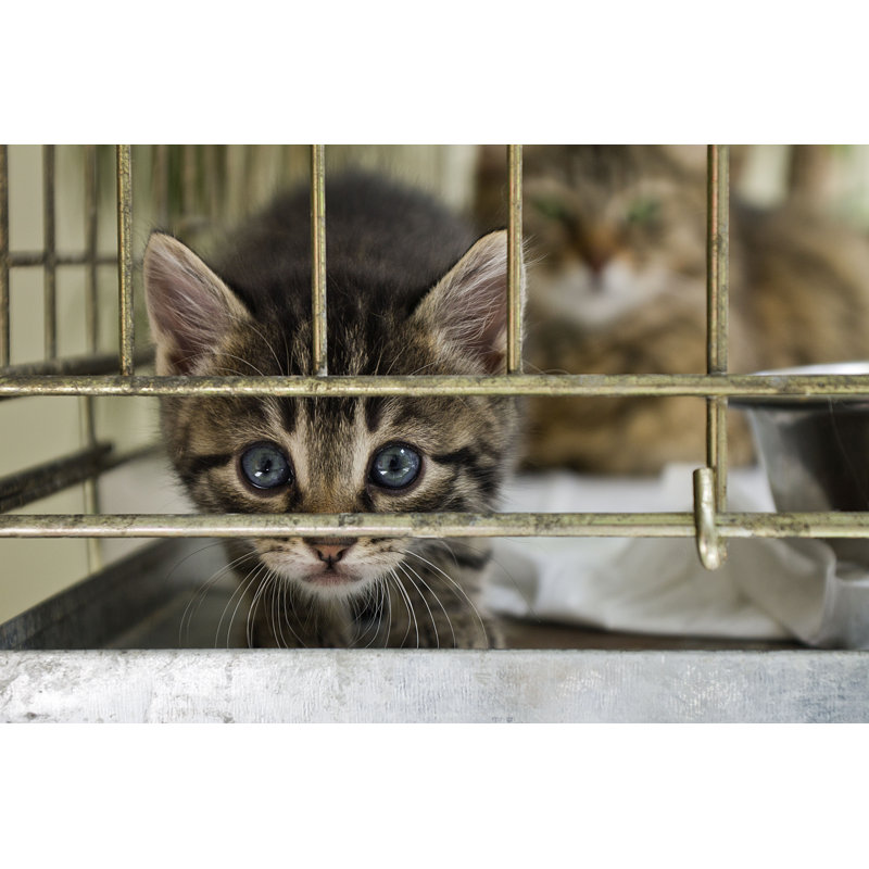 The Citten Looking From The Cage by Salinde - Wrapped Canvas Print, 20cm H x 30cm W x 3.8cm D