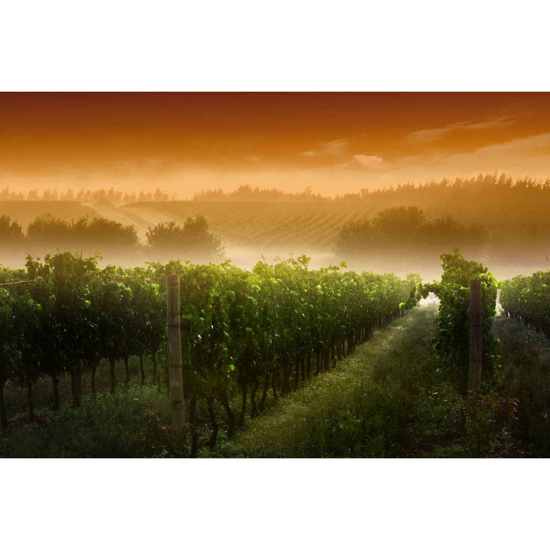 Sonnenaufgang im Weinberg von Kycstudio - Kunstdrucke ohne Rahmen auf Leinwand