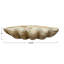 Arlene Coastal Decorative Magnesia Clamshell