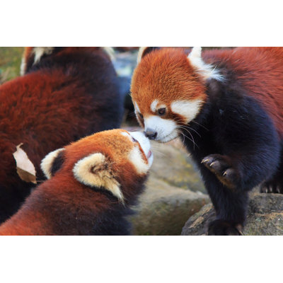 " Red Panda " by Hiro1775