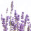 «Purple Lavender 1» par Anita & Isabella Jantz, reproduction sur toile tendue