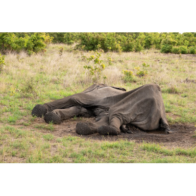 Peau d'éléphant mort par Brytta