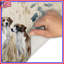 Tapis de bain Deux chiens dans l'herbe-676171025