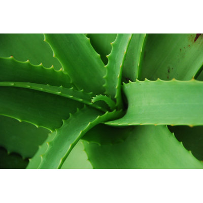 «Spiky Aloe Vera Macro», photographie sur toile tendue