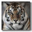 Toile tendue intime «Tiger Gallery»-897277320