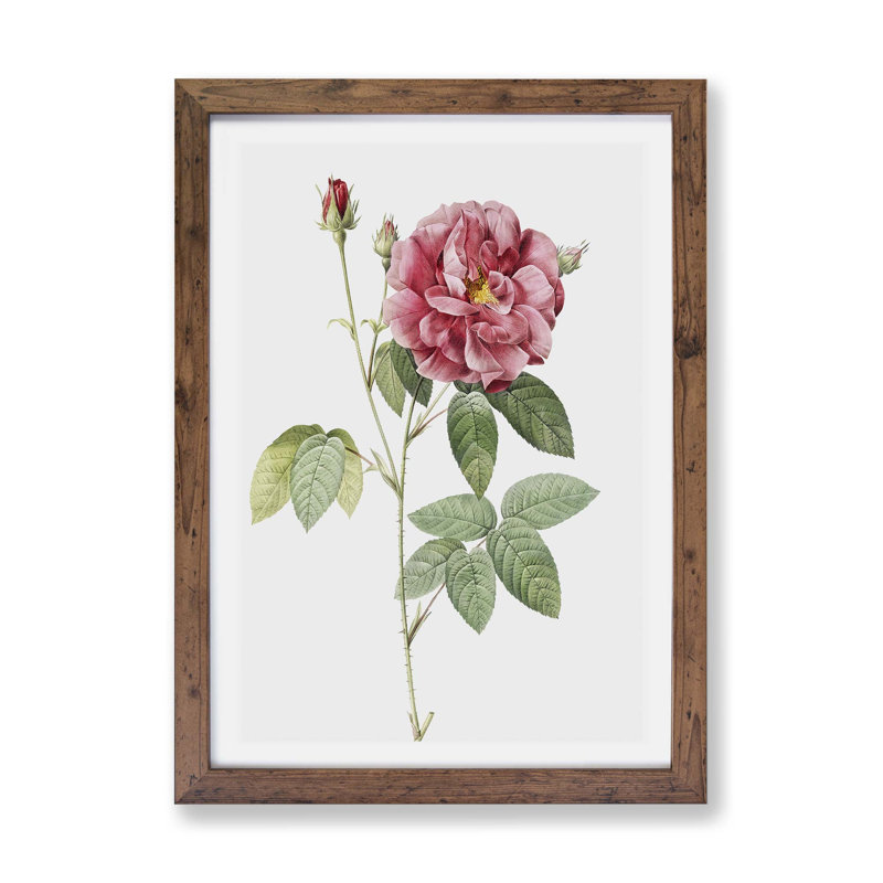 French Rose by Pierre-Joseph Redoute - Single Picture Frame Painting, 45cm H x 63cm W x 2cm D, Walnut