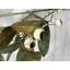 Arrosage loquat à chute de fruits faux-772934643