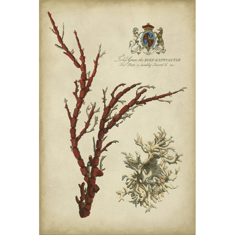 Imperial Coral I by Vision Studio - Wrapped Canvas Painting, 46cm H x 30cm W x 3.8cm D