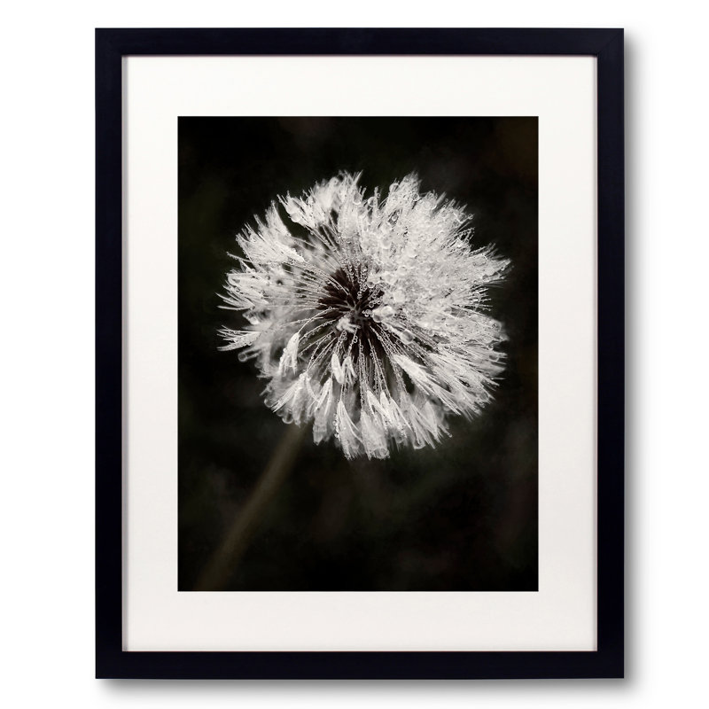 Water Drops On Dandelion Flower Print by Scott Norris, 20" H x 16" W