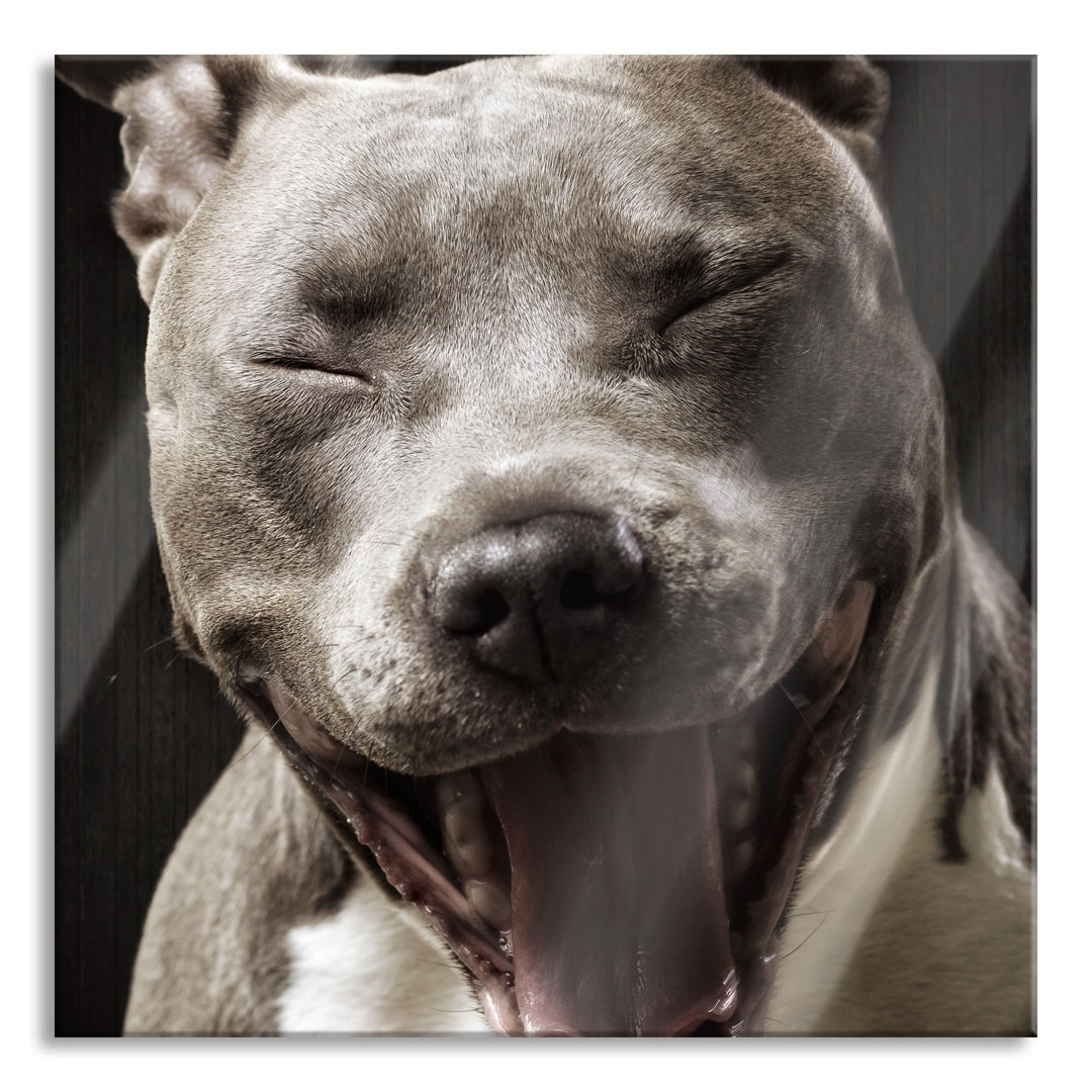 Ungerahmtes Foto auf Glas "Laughing Pit Bull"