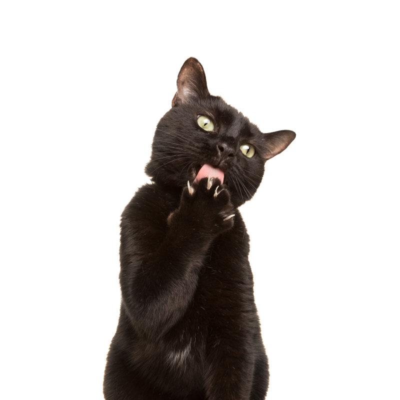 Black Cat Licking Paw by Sdominick - No Frame Art Prints on Canvas, 122cm H x 81cm W