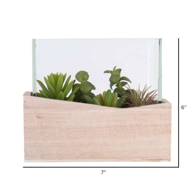 Succulent assortis en pot