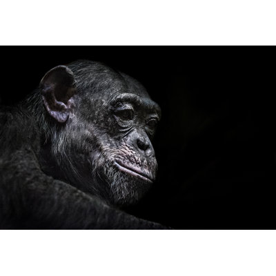 Chimpanzee Portrait - Wrapped Canvas Print