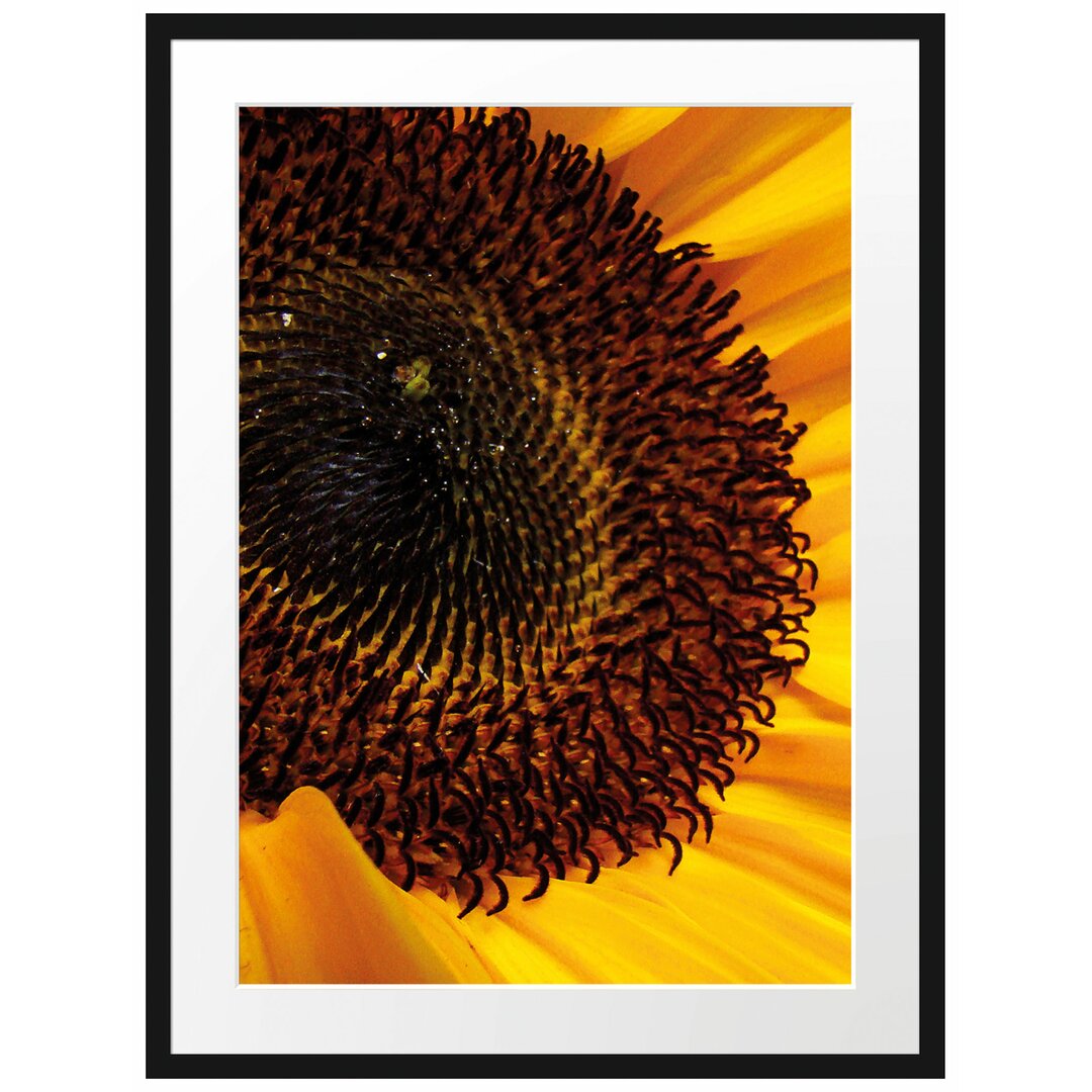 Gerahmtes Poster Große Sonnenblume