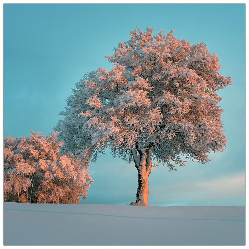 'Tree in the Snow' Graphic Art Print, 70cm H x 70cm W x 1.8cm D