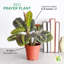 Live Red Prayer Plant