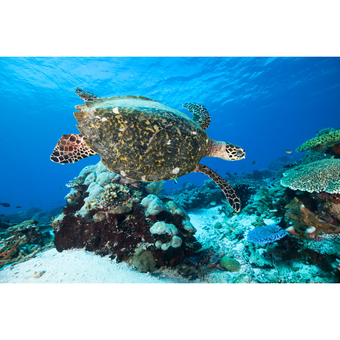 Echte Karettschildkröte beim Schwimmen - Leinwandbild