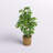 48'' Faux Ficus Tree in Wicker/Rattan Basket