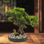 Bonsai artificiel de bureau