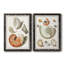 Collection de coquillages I - ensemble de 2 reproductions d'art sur toile-131455654-131455657