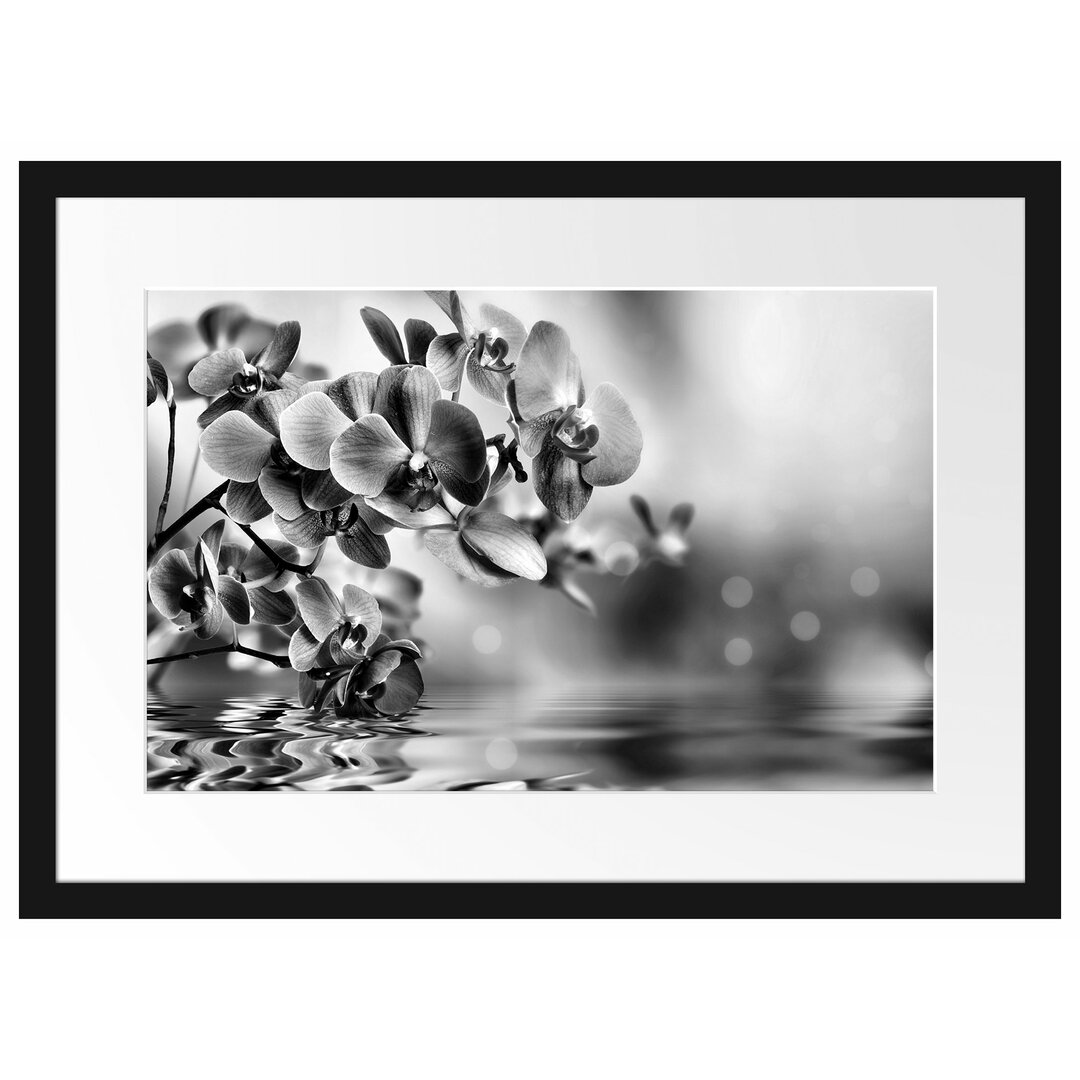 Gerahmtes Poster Beautiful Orchid Blossom