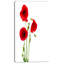 «Isolé rouge coquelicot», impression-19412748-33311241