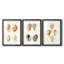 Lamarck Shells IV - reproduction encadrée sur mesure de qualité supérieure mate - 3 pièces-149767324-149767325