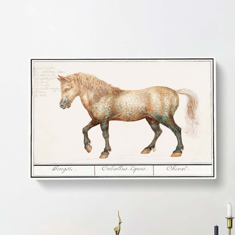 A Horse by A.B. De Boodt - Wrapped Canvas, 40cm H x 60cm W x 3cm D