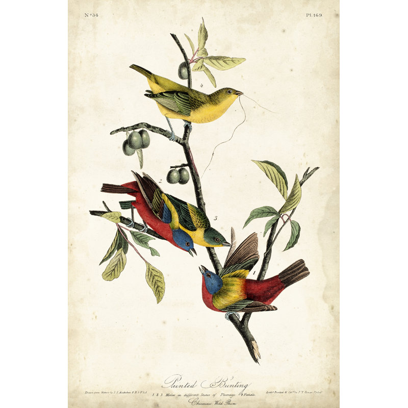 Painted Bunting by John Audubon - Painting, Wrapped Canvas, 30cm H x 20cm W