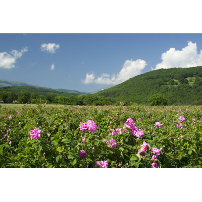 Rose Fields by Petar Paunchev - Wrapped Canvas Print