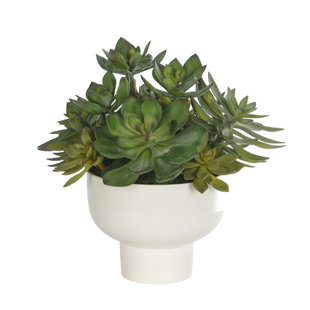 Succulent, Gray Green, Footed Ceramic Bowl