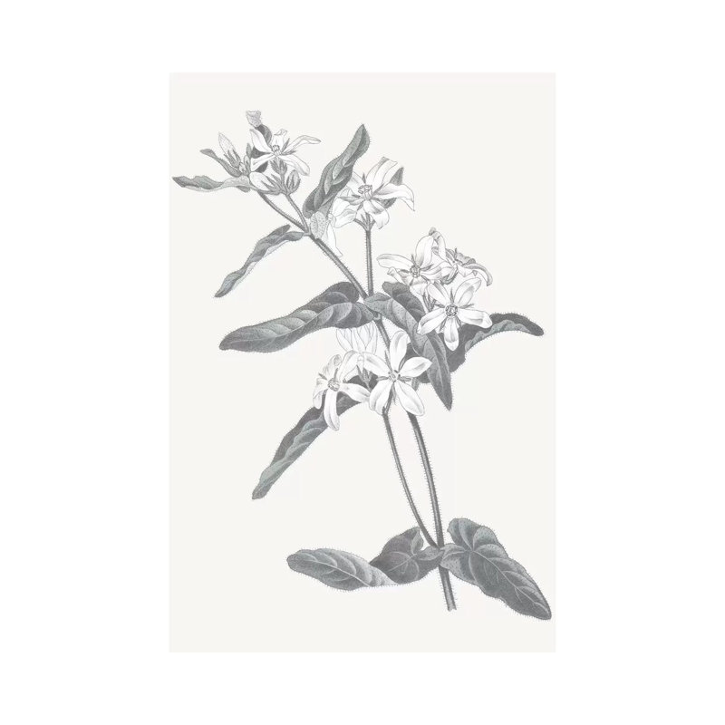 Neutral Botanical IV by Wild Apple Portfolio - Wrapped Canvas Painting, 20.32 cm H x 30.48 cm W