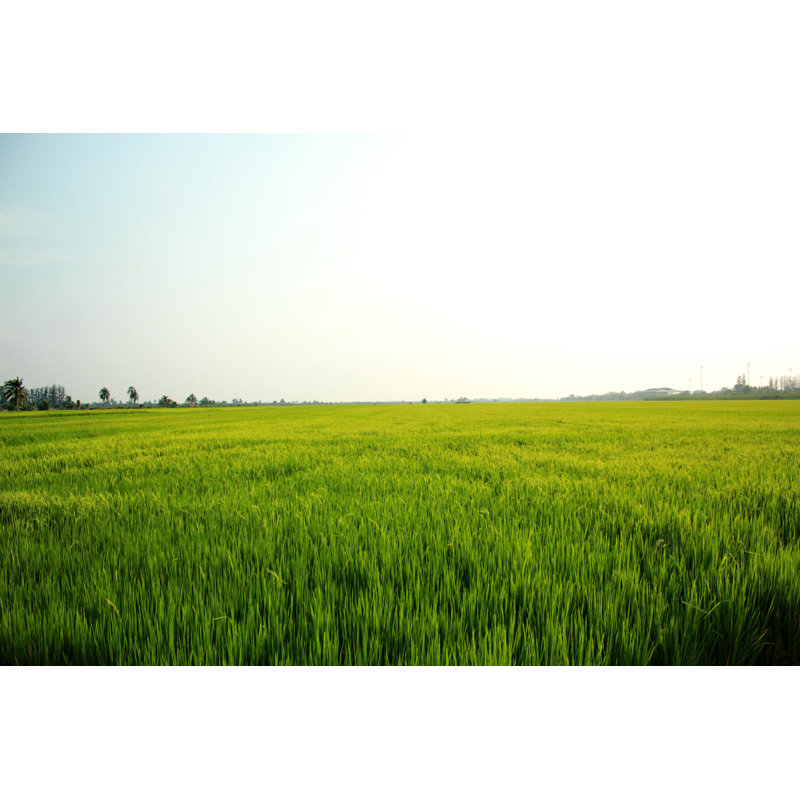 Meadow Landscape by 861289420 - Wrapped Canvas Print, 81cm H x 122cm W 